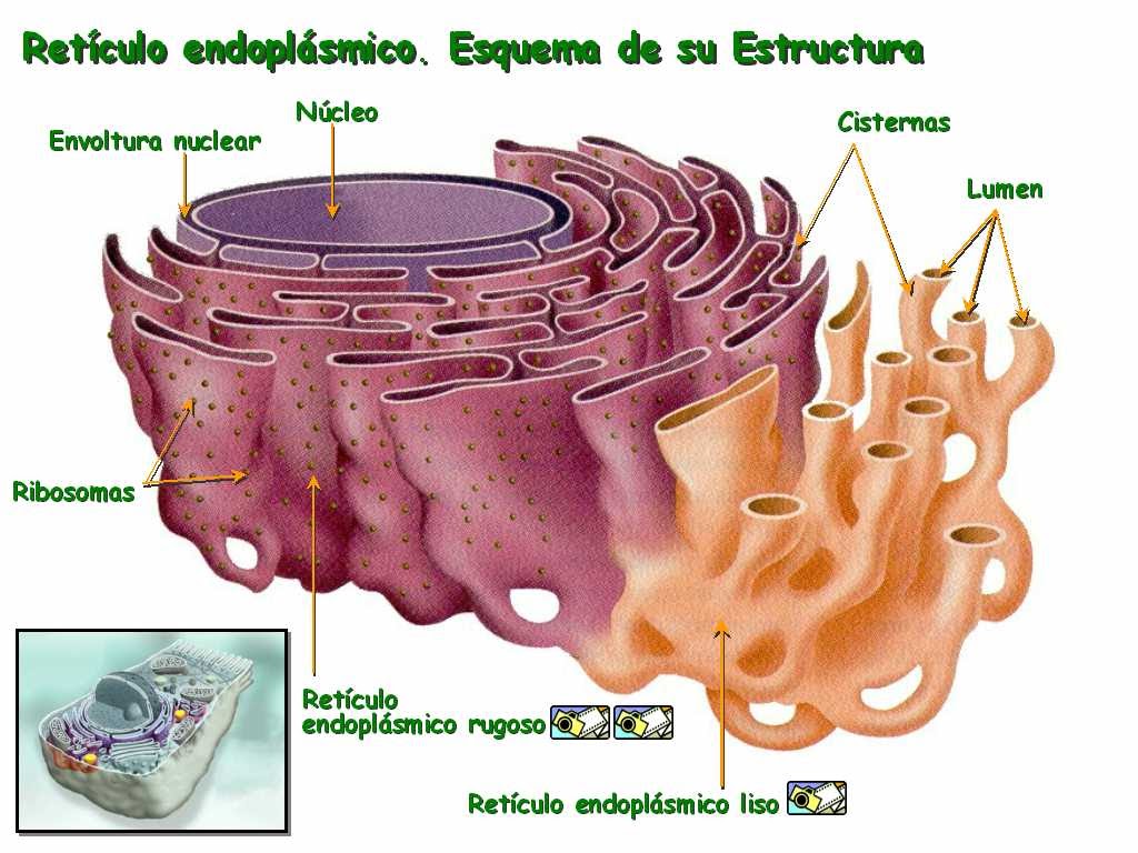 Reticulo endoplasmatico liso funcion